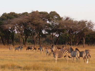 zebra and wildebeest golden dusk mukuvisi
